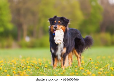 Australian Shepherd Dog Standing With A Treat Bag In The Snout On The Meadow