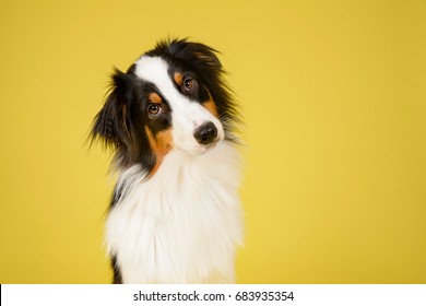 Australian Shepherd Dog in Studio on Yellow Background