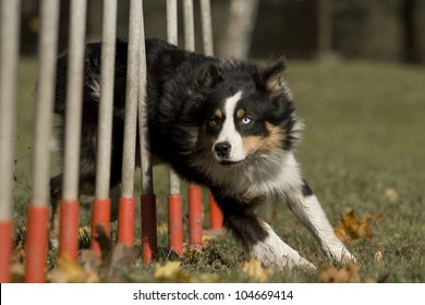 Australian Shepherd Dog That Runs In Agility Slalom