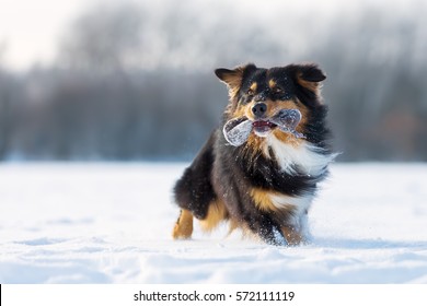 Australian Shepherd Dog With Treat Bag In The Snout In The Snow