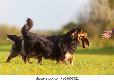 Australian Shepherd Dog With A Treat Bag In The Snout Walking On The Meadow