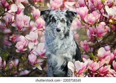 are magnolia trees toxic for dogs