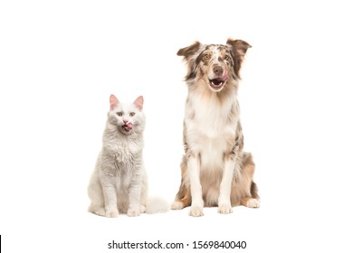 Australian Shepherd Dog And White Longhaired Cat Looking At The Camera Licking Their Lips Begging For Food Isolated On A White Background