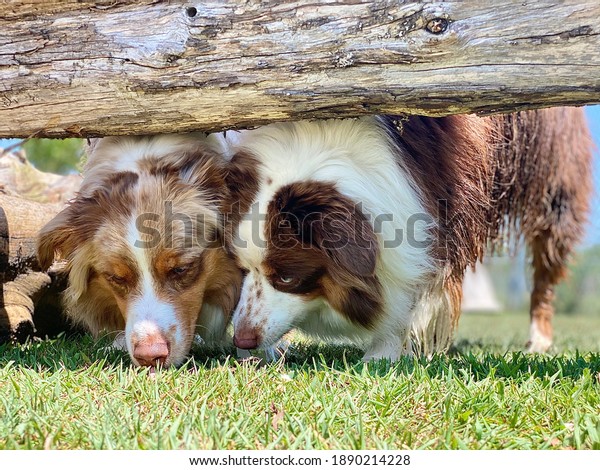 Australian shepherd dogs sniffing under logs,\
canine enrichment, Sense of\
smell