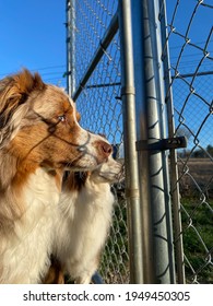 Australian Shepherd, Dogs Staring Through The Fence 