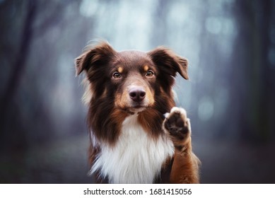 Dog High Five Images Stock Photos Vectors Shutterstock