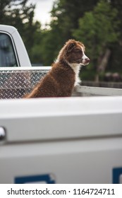 Australian Shepherd Farm Dog Overlooks Livestock On Farm From Back Of Pickup Truck