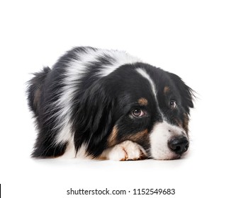 australian shepherd in front of white background - Shutterstock ID 1152549683