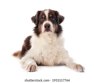 Australian Shepherd In Front Of White Background