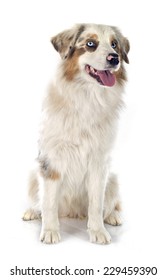 Australian Shepherd In Front Of White Background