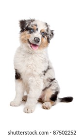 24,954 Australian Shepherd Puppy Images, Stock Photos & Vectors ...