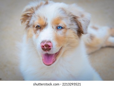 Australian Shepherd Herding Dog One Blue Eye White Tan Beautiful