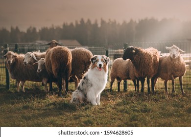 Australian Shepherd Is Herding Sheep