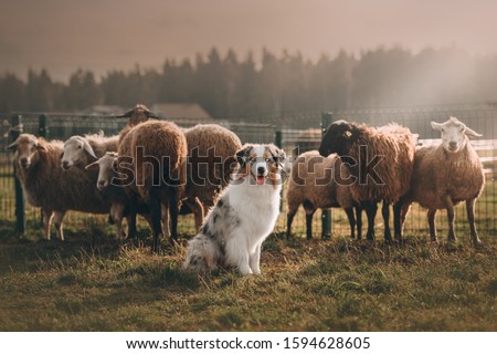 Australian Shepherd is herding sheep