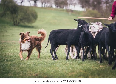 Australian Shepherd Is Herding Sheeps