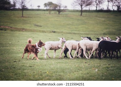 Australian Shepherd is herding sheeps - Shutterstock ID 2115504251
