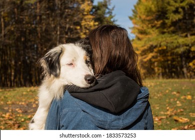  Australian Shepherd Hugs With Woman Closeup Portrait In Autumn Forest