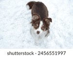 Australian Shepherd Hündin im Schnee 