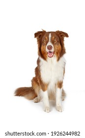 Australian Shepherd Isolated On White Background 