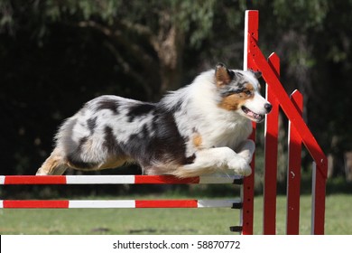 Australian Shepherd Jumping