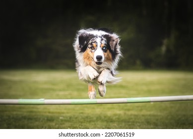 Australian Shepherd Jumping Over An Agility Obstacle.