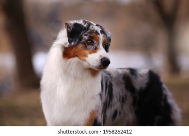 Australian Shepherd From Kennel Diamond Rush 