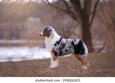 Australian Shepherd From Kennel Diamond Rush 