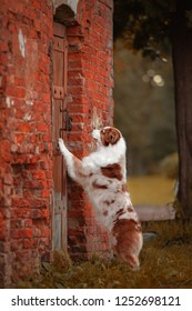 Australian Shepherd Knocking On The Door