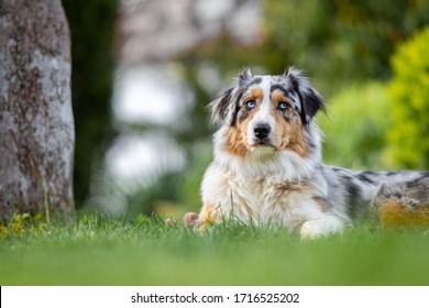 48,699 Dogs playing sports Images, Stock Photos & Vectors | Shutterstock