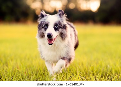 Australian Shepherd. Mini Grey And White Aussie With Blue Eyes