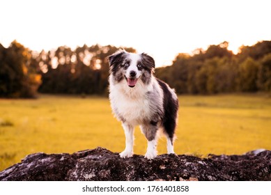 Australian Shepherd. Mini Grey And White Aussie With Blue Eyes