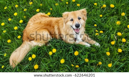 australian shepherd mix dog lay down の写真素材 今すぐ編集