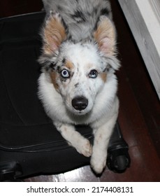 An Australian Shepherd Mix With Partial Blue And Brown Eyes