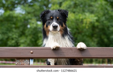 Australian shepherd with paws on bench - Shutterstock ID 1127486621