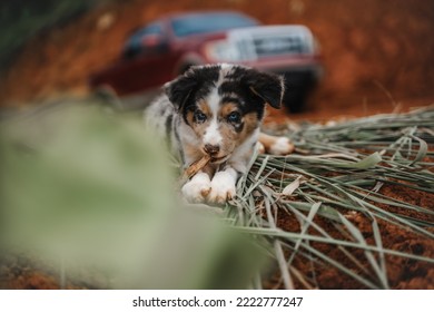 Australian Shepherd Playing At The Farm