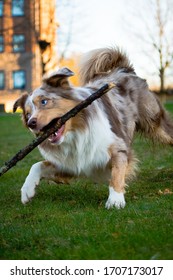 Australian Shepherd Playing Outdoors In Sunset