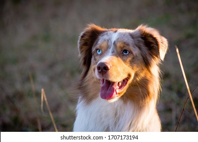 Australian Shepherd Playing Outdoors In Sunset