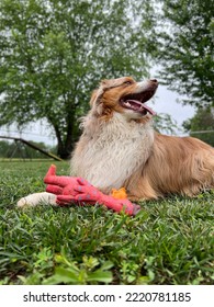 Australian Shepherd Playing With Toy Outside 