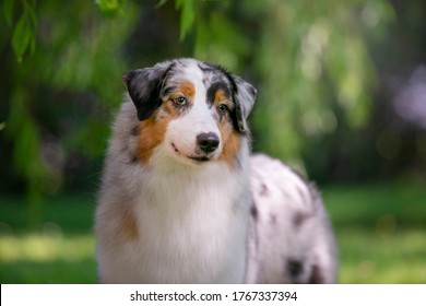 Australian Shepherd Portrait Of Dog Show Quality Dog. From Kennel Diamond Rush, Based In Czech Republic