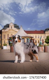 Australian Shepherd Portrait Of Dog Show Quality Dog. From Kennel Diamond Rush, Based In Czech Republic