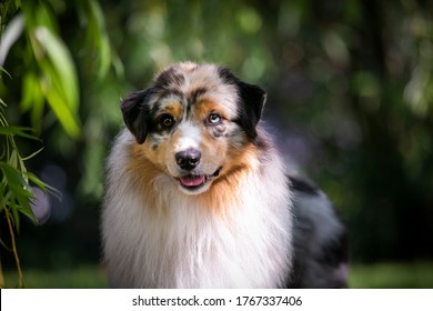 Australian Shepherd Portrait Of Dog Show Quality Dog. From Kennel Diamond Rush, Based In Czech Republic