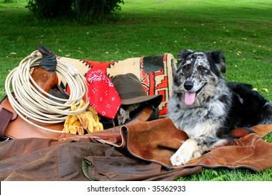 Australian Shepherd Posing With Western Cowboy Gear