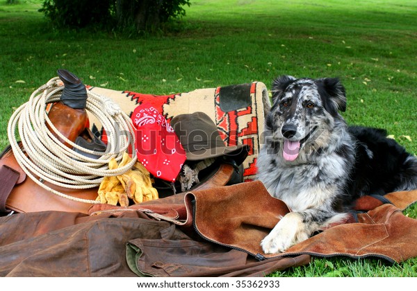 australian shepherd gear