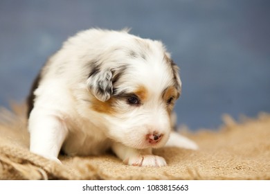 Australian shepherd puppy - Shutterstock ID 1083815663