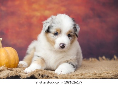 Australian shepherd puppy - Shutterstock ID 1091826179