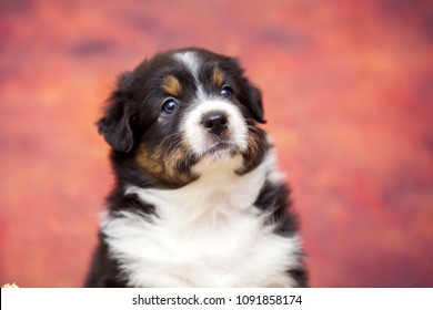 Australian Shepherd Puppy