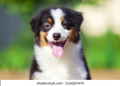 Australian Shepherd Puppy