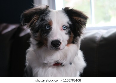 Australian Shepherd Puppy