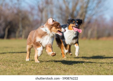 Australian Shepherd Puppy Adult Running On Stock Photo 590876222 ...
