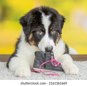 Australian Shepherd Puppy Chewing Shoes